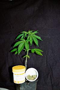 Cannabispflanze und Marihuana aus den Niederlanden