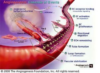 Grafik Darstellung der Wirkungsweise von Avastin, Cannabis zur Angiogenese