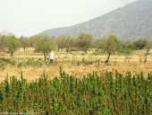 Cannabis Zucht in Marokko