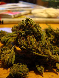 Marihuanablüte, O.G. Kush, aus der LAX Dispensary, Foto von strawberry