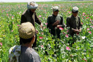 Opium Farmers