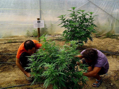 Ernte der Cannabispflanzung des Cannabis Anbauvereins Pannagh in Spanien