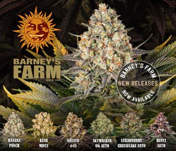 Barneys Farm cannabis seeds